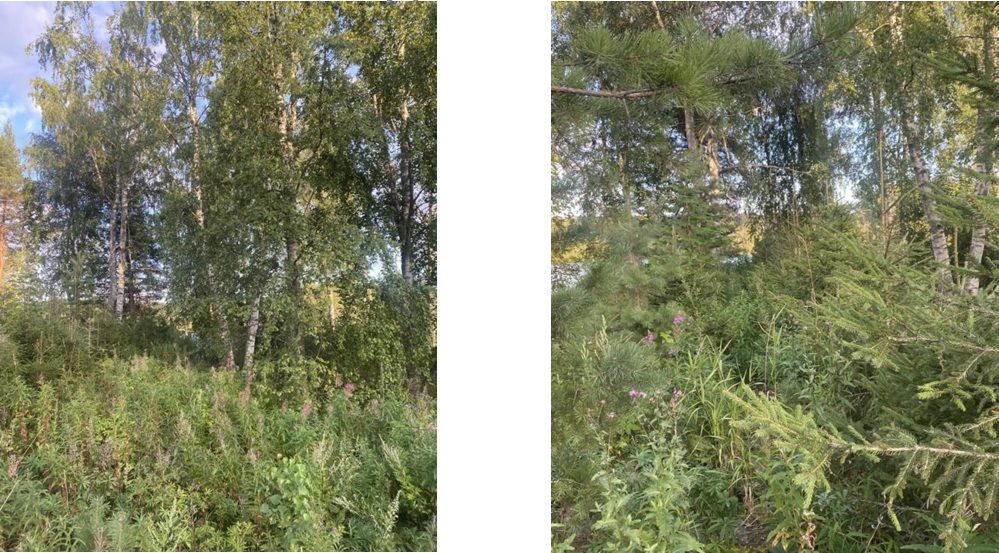Фото из извещения о торгах